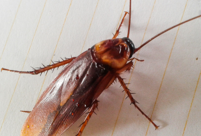 FLEAS (2)