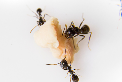 FLEAS (3)