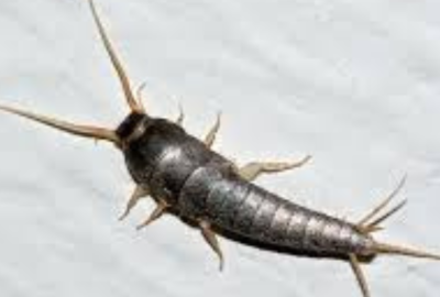 FLEAS (4)