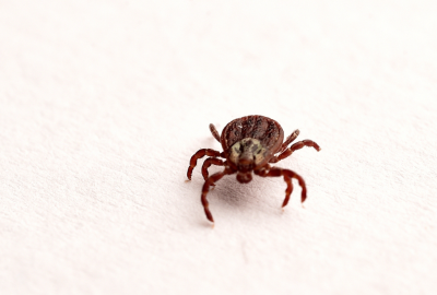 FLEAS (5)