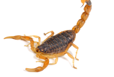 FLEAS (7)