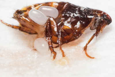 FLEAS